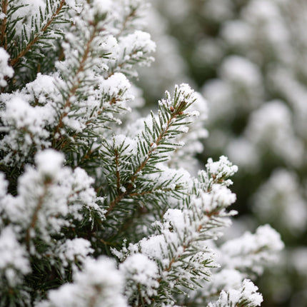 2x Picea glauca Conica - Kegelspar - Groen - Wit - Kerstboom - incl. mand - Ø17cm - ↕65cm