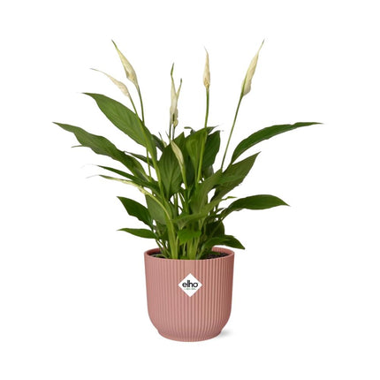 Spathiphyllum Torelli  - Lepelplant - met elho Vibes Fold Ø14cm roze - ↕30-40cm