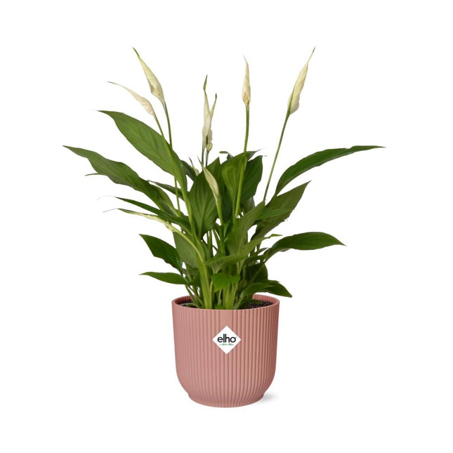 Spathiphyllum Torelli - Fredslilje - med elho Vibes Fold Ø14cm pink - ↕30-40cm