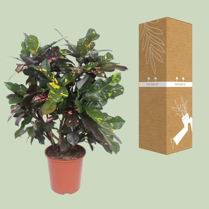 Codiaeum Magnificent - Croton Magnificent - ↕110cm - Ø27cm