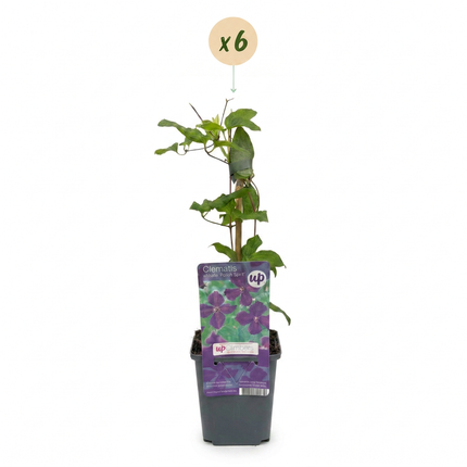Clematis Viticella Polish Spirit - Bosrank 6x - Paars - Klimplant - Ø9cm - ↕35cm
