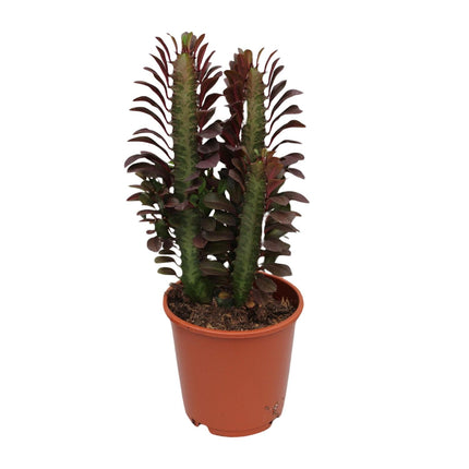 Euphorbia Trigona Rubra - ↕40cm - Ø12cm