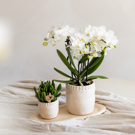 Witte phalaenopsis orchidee Ø9cm | Zürich | bloeiende kamerplant