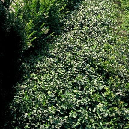 Euonymus fortunei 'Coperta di freccette' - Cappello del cardinale - ↕10-25cm - Ø9cm - 48x