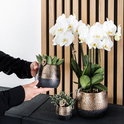 Kolibri Orchids | Plantenset Elite Koper - Witte Phalaenopsis Orchidee Blossom Lausanne & 2 Succulenten