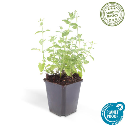 Nepeta 'Six Hills Giant' - Kattenkruid - ↕10-25cm - Ø9cm - 24x