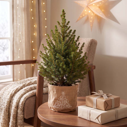 Picea glauca Conica - Kegelspar - Groen - Kerstboom - incl. jute zak - Ø17cm - ↕65cm