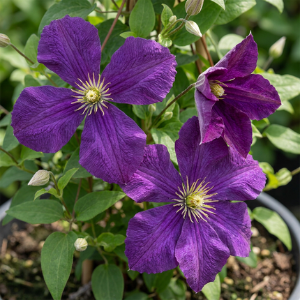 Clematis Etoile Viol - Bosrank 2x - Paars - Klimplant - Ø9cm - ↕35cm