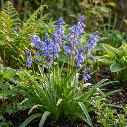 80x Hyacinthoides non Scripta - Bloembollen - Wilde hyacint - Blauw - Verwilderingsbol - Bolmaat 7/8