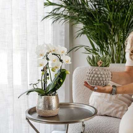 Kolibri Orchids | Witte Phalaenopsis orchidee - Niagara Fall White - bloeiende kamerplant - vers van de kweker - Ø9cm
