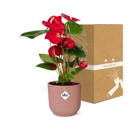Anthurium Rosso Ø12cm - in rosa elho Vibes Fold Ø14cm