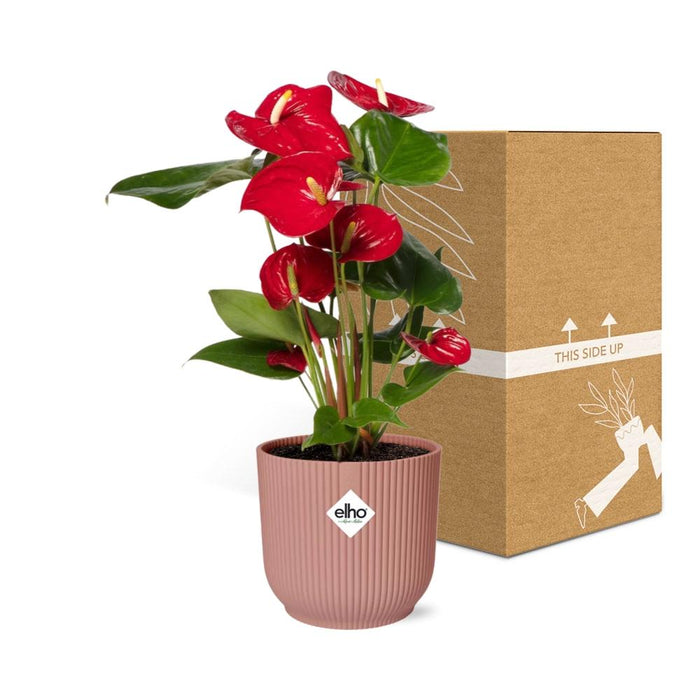 Anthurium Red Ø12cm - in roze elho Vibes Fold Ø14cm