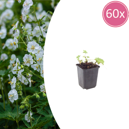 Geranium macrorrhizum 'White Ness' - Ooievaarsbek - ↕10-25cm - Ø9cm - 60x