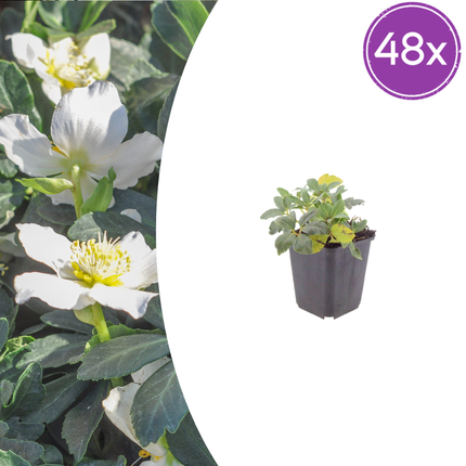 Schneerose - Helleborus niger - ↕10-25cm - Ø9cm - 48x