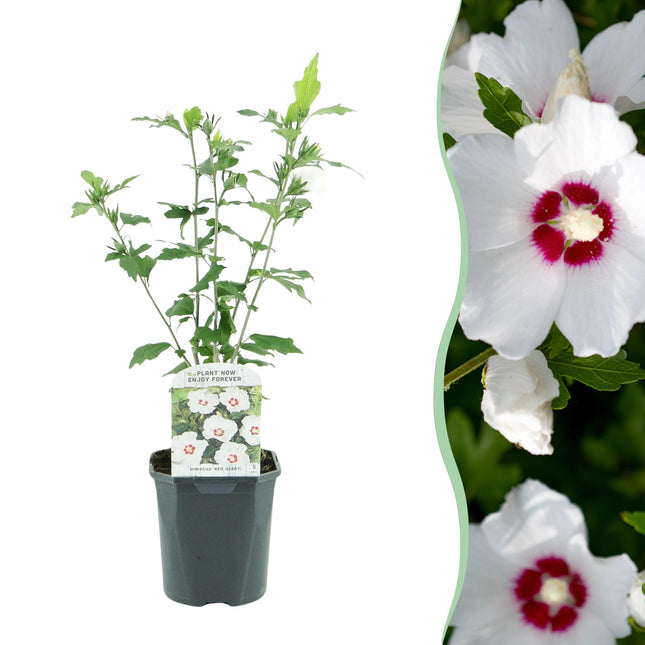 Hibiscus syriacus Red Heart - Hvid blomst med rødt hjerte - 1 plante - Løvfældende - Lav vedligeholdelse - Potte 17 cm høj 45 cm