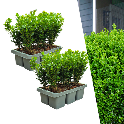 Buxus NewGen Freedom – opakowanie 2x6 – mrozoodporne krzewy zimozielone 12 x Ø7 cm – ↕15 cm – kompaktowy bukszpan