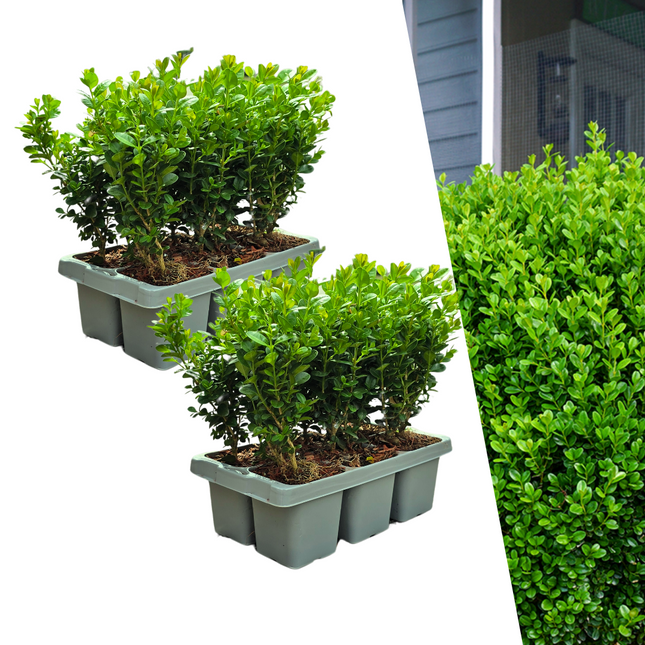 Buxus NewGen Freedom – 2x6 Pack - Winterharde Groenblijvende Struiken 12 x Ø7cm - ↕15cm - Compacte Buxus