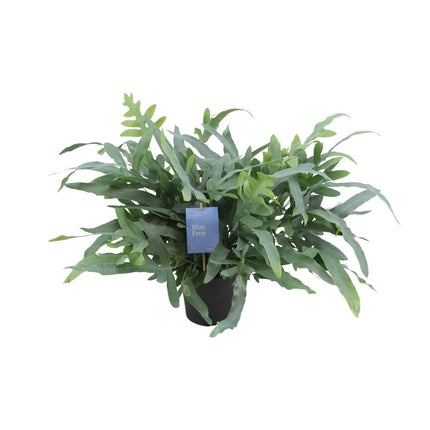 Phlebodium Aureum Blue Star - ↕50cm - Ø17cm