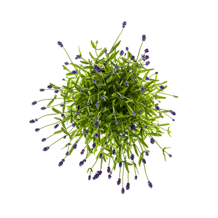 Lavandula angustifolia - ↕40-50cm - Ø19cm - 2x