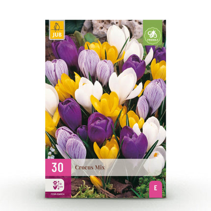 Bulbes de fleurs - Crocus à grandes fleurs - Mélange de couleurs variées - 30 bulbes - Calibre 7/8 - Paquet XXL