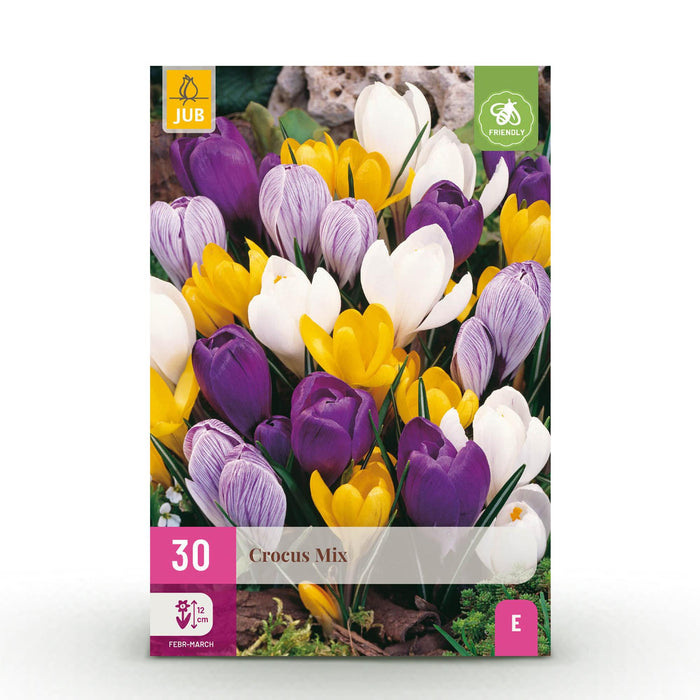 Bloembollen - Crocus Large Flowering mix - Diversen kleuren - 30 stuks - Bolmaat 7/8 - XXL Pack