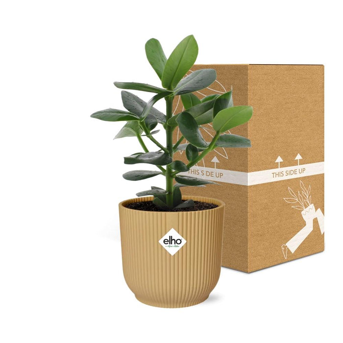 Clusia Princess in elho Vibes Fold Ø14cm geel - ↕20-30cm