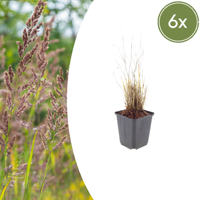 Calamagrostis brachytricha - Hierba diamante - ↕10-25cm - Ø9cm - 6x