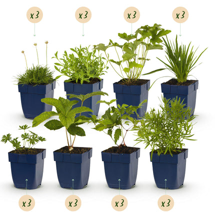 Borderpakket - Kleur Wit - 24 Vaste planten - 3 m2 - Diversen kleuren - Weinig Onderhoud - Ø11cm