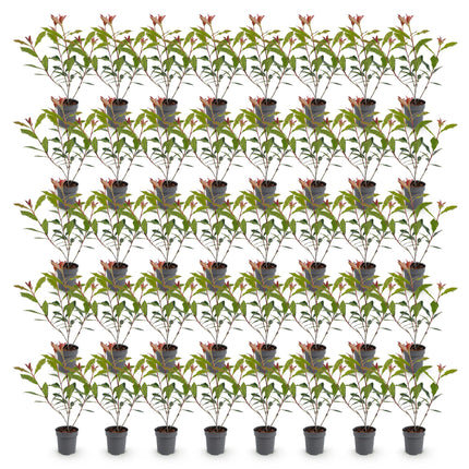 Photinia fraseri Carre Rouge - Glansmispel - 40x Haagplanten - Groenblijvend - Rood - Pot 9cm - Hoogte 25-35cm