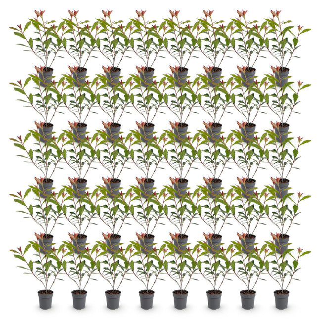 Photinia fraseri Carre Rouge - Glansmispel - 40x Haagplanten - Groenblijvend - Rood - Pot 9cm - Hoogte 25-35cm