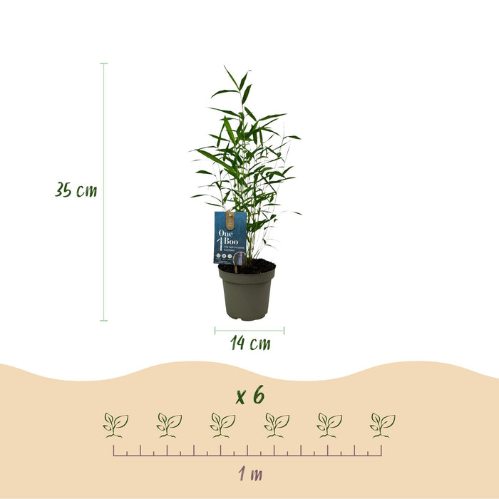 Bamboe - Fargesia Blue Dragon - Groen - 2 Planten - Bladhoudend - Niet Woekerend- Pot 14cm Hoogte 35cm