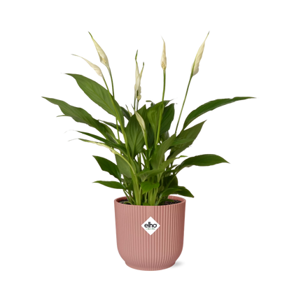 Spathiphyllum Torelli  - Lepelplant - met elho Vibes Fold Ø14cm roze - ↕30-40cm