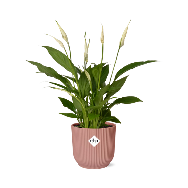 Spathiphyllum Torelli - Fredslilje - med elho Vibes Fold Ø14cm pink - ↕30-40cm