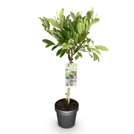 Magnolia stellata - White Flower - ↕90cm - Ø19cm