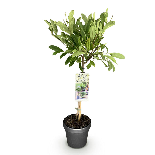 Magnolia stellata - Fiore bianco - ↕90cm - Ø19cm