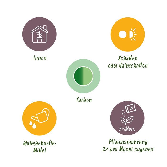 Dieffenbachia Tropic Snow - met witte plantenpotten - ↕90-100cm - Ø21cm