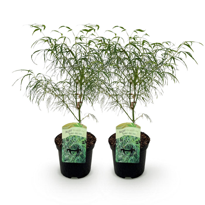 Terrasplant - Japanse Esdoorn - Acer palmatum Koto-no-ito - Groen - 2 Planten - Bladverliezend - ↕70cm - Ø19cm