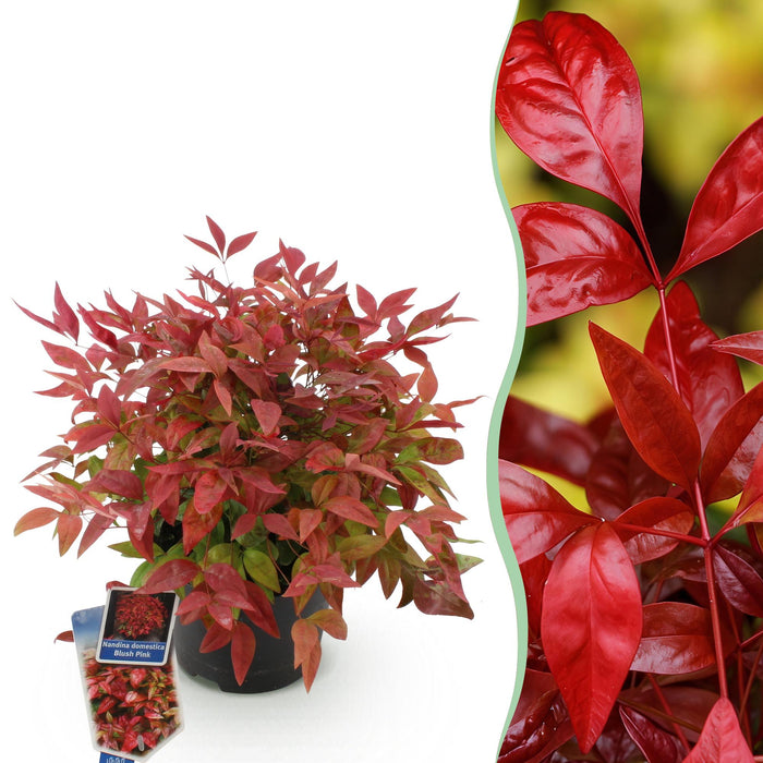 Nandina Blush Pink - Donker Roze - 1 Plant - Groenblijvend - Weinig Onderhoud - Pot 17cm Hoogte 40cm