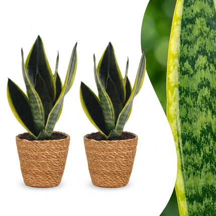 Sansevieria Future Superb - Vrouwentong - 2x - met Mand - Pot 12cm - Hoogte 35cm