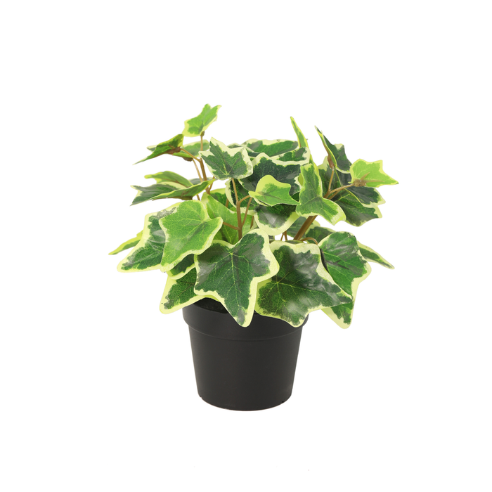 Plante artificielle Lierre blanc - ↕19cm