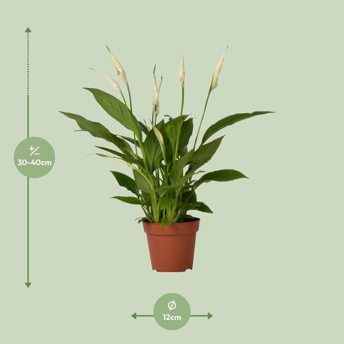 Spathiphyllum Bingo Cupido - Lepelplant - ↕45cm - Ø12cm