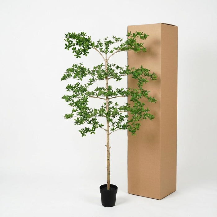 Kunstplant Bucida - ↕200cm