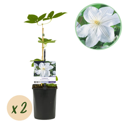 Clematis Madame Le Coultre - Clematis - fiore bianco - ↕40cm - Ø11cm - 2x
