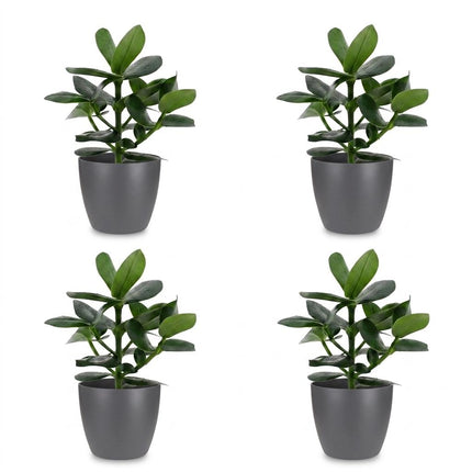Clusia Princess - 4x - met Potter Grijs - Pot 12cm - Hoogte - 40cm