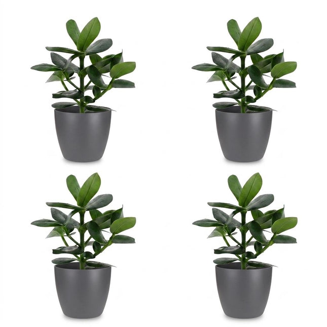 Clusia Princess - 4x - with Potter Grey - Pot 12cm - Height - 40cm