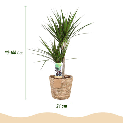 Dracaena Marginata – Drachenbaum – mit Korb – Topf 21 cm – Höhe 90–100 cm