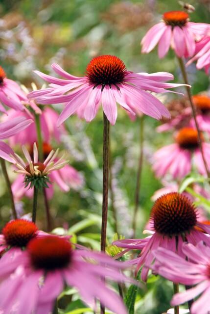 Echinacea purpurea 'Magnus' - Zonnehoed - ↕10-25cm - Ø9cm - 20x