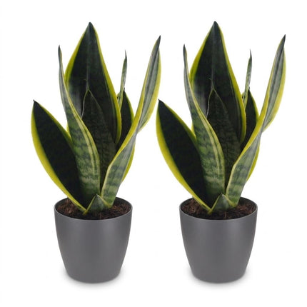Sansevieria Future Superb - Vrouwentong - 2x - met Potter Grijs - Pot 12cm - Hoogte - 35cm