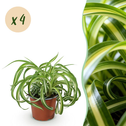 Chlorophytum comosum Bonnie – Graslilie – ↕20–25 cm – Ø12 cm – 4x