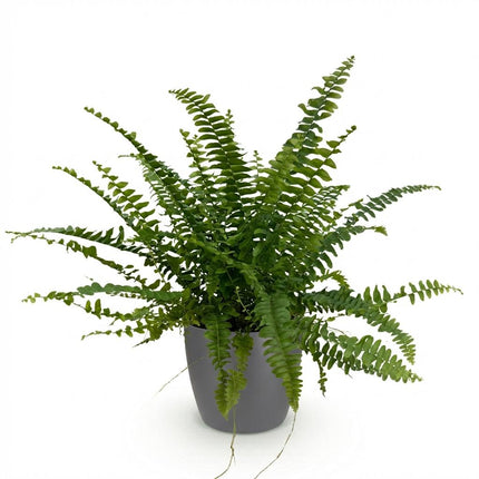 Nephrolepsis exaltata Green Lady - Fern - with grey plant pot - ↕25cm - Ø12cm
